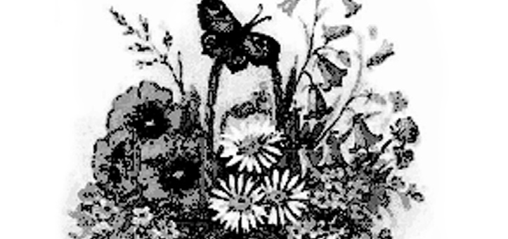 Мальва многолетняя зебрина – Мальва Зебрина — Двулетники — Пакетированные семена — Каталог продукции — Глориоза