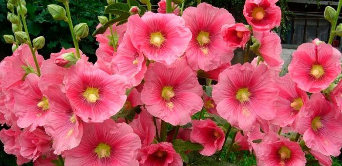 Мальва зебрина выращивание из семян – Мальва — посадка и уход за декоративными цветами (фото сортов Зебрина и Розовая) |