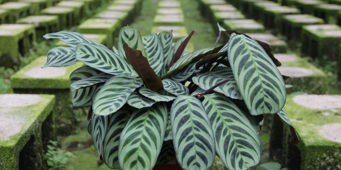 Маранта беложильчатая – уход. Комнатное растение маранта трехцветная (триколор), маранта фасцинатор, маранта беложилковая. Размножение, пересадка, грунт, листья, болезни.