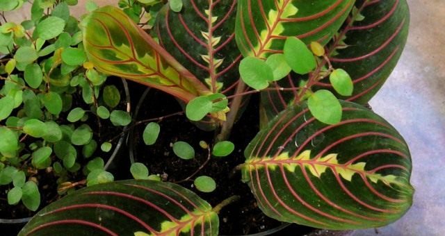 Маранта фото уход – Маранта — молящаяся трава. Уход в домашних условиях, выращивание, размножение. Фото — Ботаничка.ru