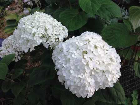 Махровая гортензия – Гортензия древовидная — сорта с фото, посадка и размножение, обрезка и подготовка осенью к зиме, цена семян и где купить в Москве и СПб