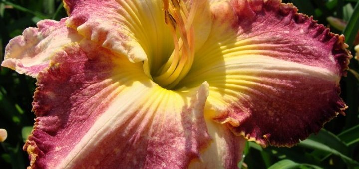 Махровый лилейник фото – Махровые лилейники — купить махровые лилейники в каталоге 2015. Саженцы (луковицы) махровых лилейников из частной коллекции