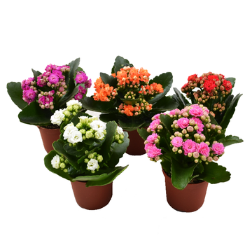 Мини каланхоэ