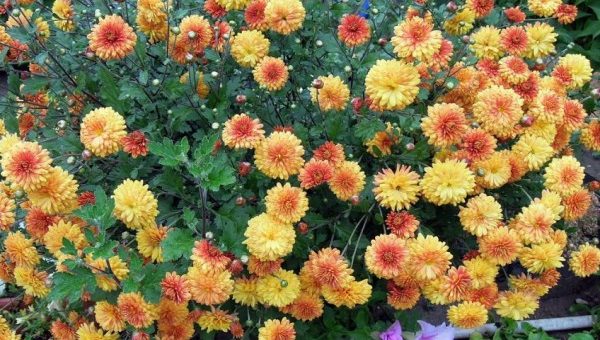 Многолетние низкорослые хризантемы – уход и посадка, выращивание кустовых и шаровидных цветков в открытом грунте