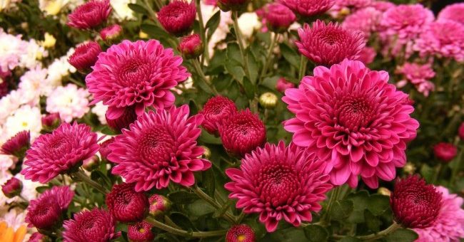 Многолетние сорта хризантемы – Хризантемы садовые многолетние сорта: корейская, шаровидная