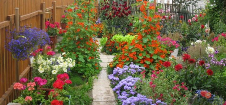 Многолетники неприхотливые фото с названиями – Неприхотливые многолетники, цветущие все лето – красочное многообразие цветов на участке