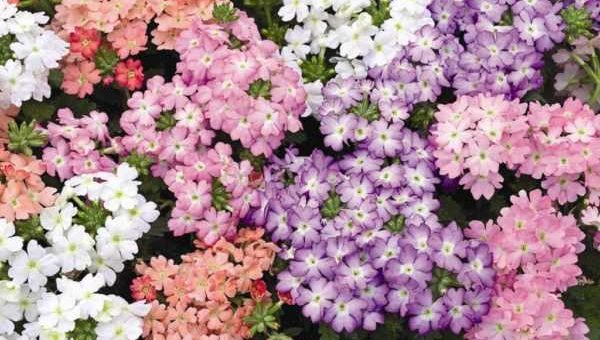 Многолетняя вербена желтая – что это за травянистое растение, разновидности, фото цветов, листьев, описание необычайного аромата, а также где растет, правила ухода и выращивания.