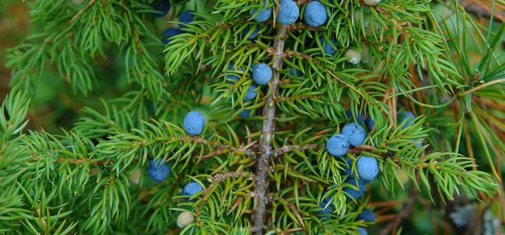 Можжевельник фото растение