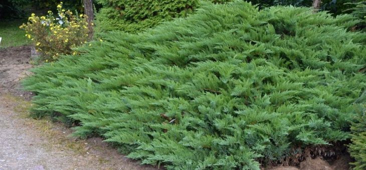 Можжевельник фото виды – Можжевельник — мягкая хвоя. Уход, размножение, выращивание. Виды, cорта. Фото — Ботаничка.ru