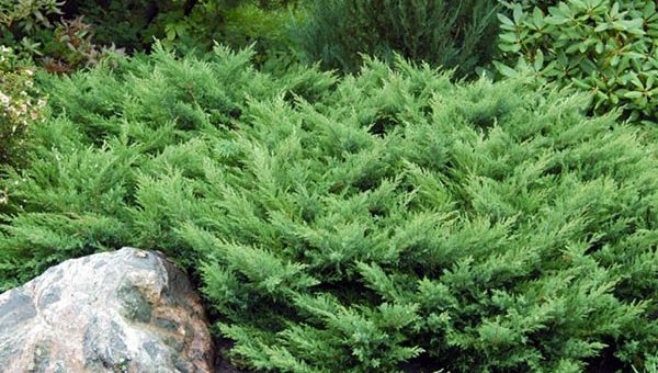 Можжевельник казацкий в ландшафтном – Можжевельник казацкий — посадка и уход, размножение, обрезка и формирование, описание, фото в ландшафтном дизайне, видео