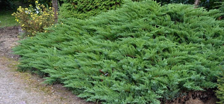 Можжевельник низкорослый фото – фото, названия разновидностей, описание видов и сортов, уход и размножение можжевельника