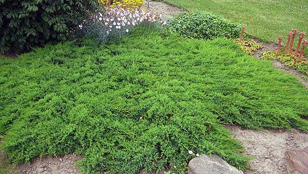 Можжевельники стелющиеся сорта фото – Можжевельник горизонтальный стелющийся почвопокровный: Свойства, особенности, правила ухода