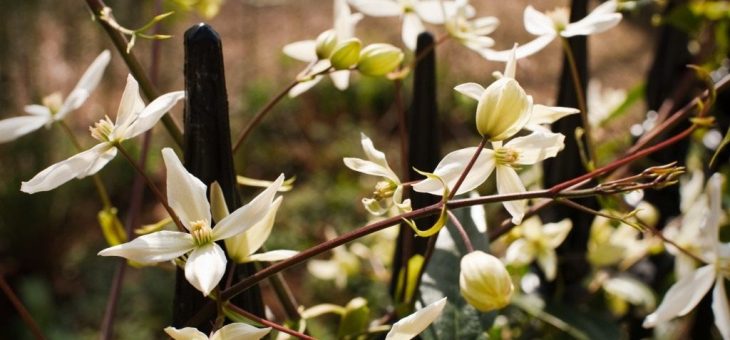 Надежда клематис фото – Клематис. Уход, выращивание, размножение. Болезни и вредители, Сорта, виды. Цветок. Фото. — Ботаничка.ru