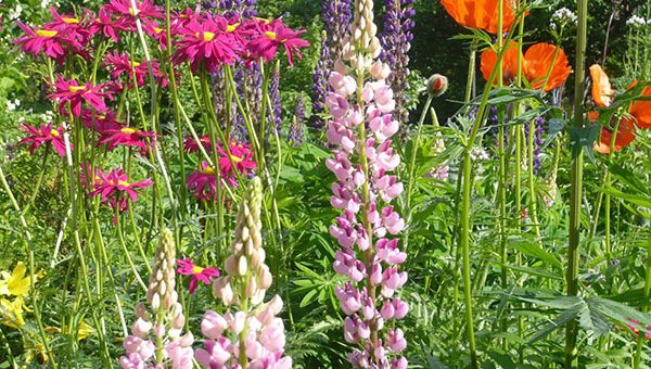 Неприхотливые однолетники – Неприхотливые цветы многолетники и однолетники долгоцветущие для сада и дачи: обзор растений с фото