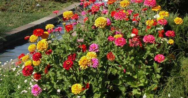 Однолетники неприхотливые