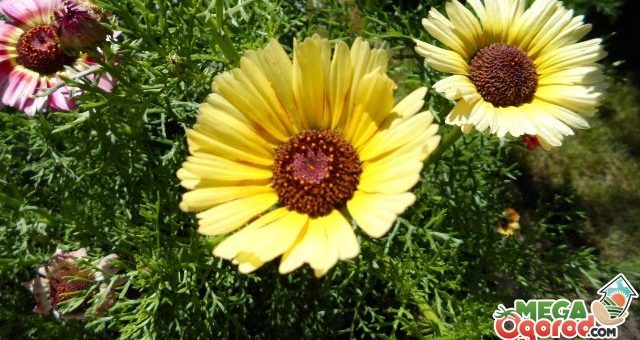 Однолетняя хризантема фото – как ухаживать, сорта, посадка, размножение, выращивание из семян, болезни и вредители, фото, видео