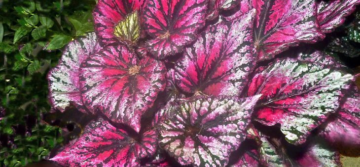 Описание растения бегония – Бегония металлическая — комнатное растение: фото и описание внешнего вида, а также информация о правильном уходе и особенностях размножения