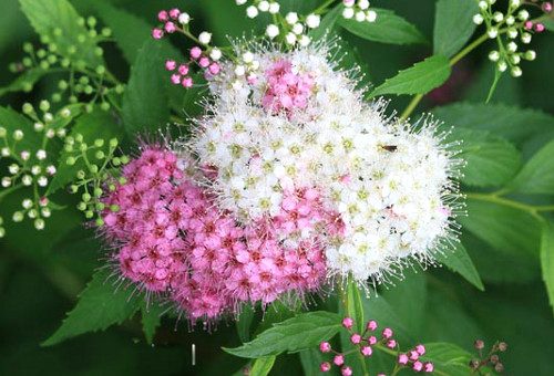 Описание спирея японская широбана – Спирея японская Генпей или Широбана (Spirea japonica Genpei or Shirobana),купить спирею,саженцы спиреи,спирея сорта,спирея посадка и уход,кустарники декоративные,цветы кустарники,цветущие кустарники,спирея описание,кустарник спирея,спирея фото