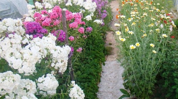 Осенние цветы названия в саду – названия, сорта, описание, картинка посадки, как создать цветник, какие растения использовать, выращивание, уход осенью (20 фото)