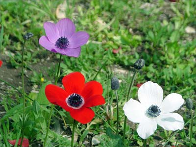 Осенняя анемона посадка и уход в открытом грунте фото