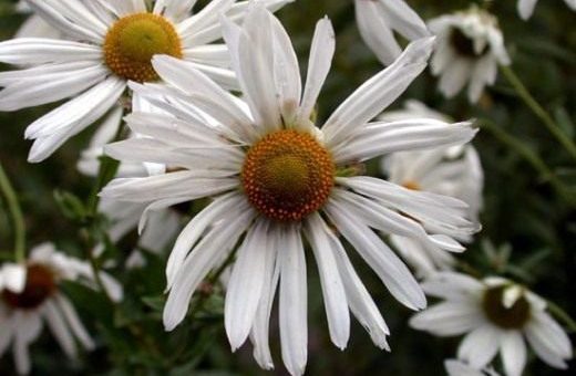 Осенняя хризантема – Хризантема поздняя, осенняя. Уход, выращивание размножение. Поздние цветы. Декоративно-цветущие. Фото. — Ботаничка.ru