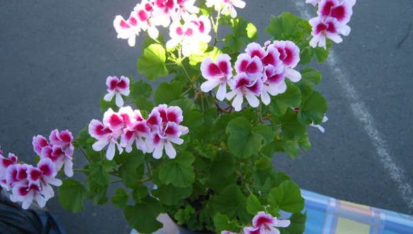 Пеларгонии ангелы размножение