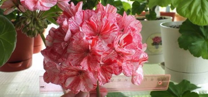 Пеларгония ангелы сорта – описание сортов «Крылья» и маленьких, зональных, похожих на анютины глазки, а также на королевский вид пеларгонии, их фото, уход в домашних условиях