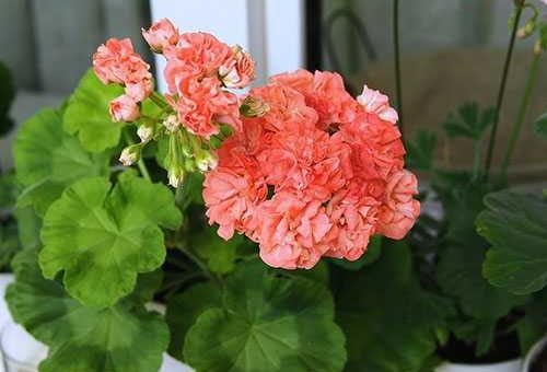 Пеларгония фото сорта – что это за растение, какие есть сорта (вектис, красная, суприм, эппл блоссом и другие) – их описание и фото, а также уход в домашних условиях