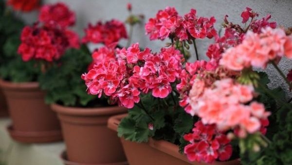 Пеларгония виды и сорта фото – фото, какие сорта существуют на сегодняшний день, пошаговая инструкция по выращиванию, уходу и размножению растения