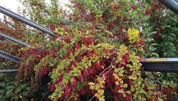 Пересадка барбарисов осенью – Как правильно посадить барбарис весной и осенью: декоративный и обыкновенный