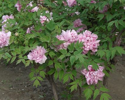 Пересадка древовидный пион – Покупаем саженец пиона древовидного (корнесобственного и привитого) и доращиваем до посадки на постоянном месте