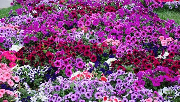 Петунии фото