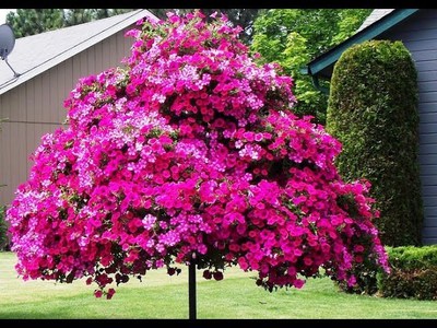 Петуния фото – разнообразие видов, фото, правила и способы выращивания и уход за цветком, советы садоводов