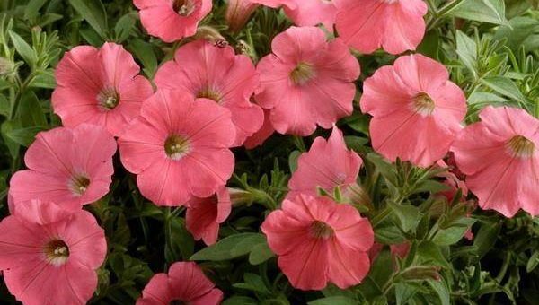 Петуния каскадная фото – что собой представляет это растение, как выглядят на фото популярные сорта, а также каковы особенности ухода и размножения?