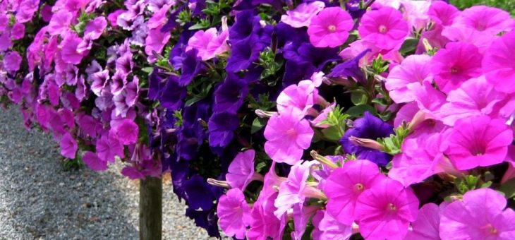 Петунья цветы – ампельная петуния, махровая, гибридная, каскадная, белая. Как купить семена петунии, рассаду.