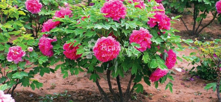 Пион древовидный посадка и уход из семян – Древовидные пионы Посадка и уход Выращивание и размножение Фото видов и сортов для Подмосковья