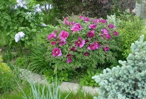 Пионы древовидные фото – Древовидные пионы, их разновидности, особенности выращивания и рекомендации по уходу. Древовидный пион в ландшафтном дизайне