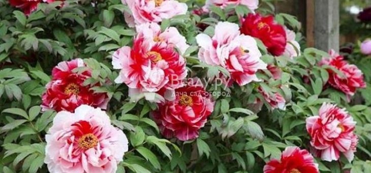Пионы кустовые фото – посадка и уход в открытом грунте, выращивание и сочетание в ландшафтном дизайне, фото, размножение сорта