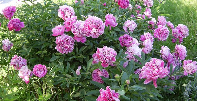 Пионы кустовые фото – посадка и уход в открытом грунте, выращивание и сочетание в ландшафтном дизайне, фото, размножение сорта
