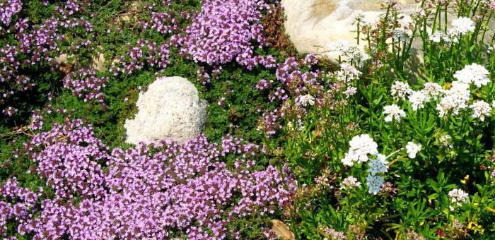 Почвопокровные травы фото с названиями – характеристика, виды, посадка, уход, сочетание с другими растениями, использование в ландшафтном дизайне