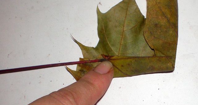 Поделка из листьев корзинка