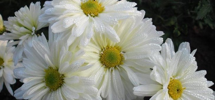 Полевая хризантема – классификация, характеристика популярных сортов, особенности посадки и ухода, способы размножения, применение в дизайне участка