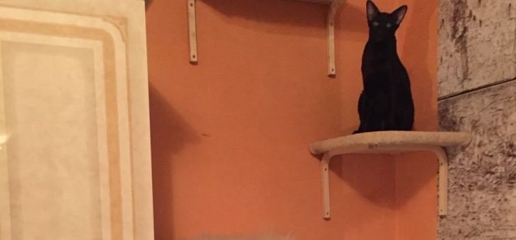 Полка в виде кота – Настенные полки переходы для кошек купить. Заказать в размер – купить в интернет-магазине на Ярмарке Мастеров с доставкой — CGQ23RU