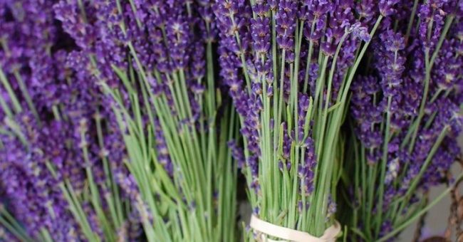 Похожие на лаванду цветы