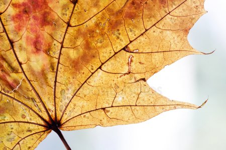 Прозрачный кленовый лист – Осенний лист фона дизайн. Желтый, оранжевый, коричневый цвет. прозрачный кленовый лист– Стоковое изображение