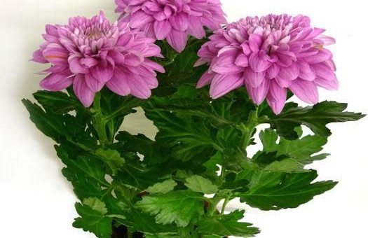 Пурпурная хризантема – Интернет-магазин садовода ДЕЛЁНКА — Хризантема Зембла Пурпурная (Chrysanthemum Zembla Purple)