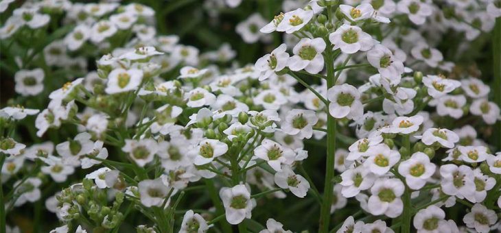 Растение алиссум – посадка и уход, фото, размножение сорта, выращивание в открытом грунте и сочетание в ландшафтном дизайне