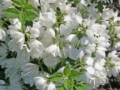 Растение чубушник фото – Чубушник жасмин — описание и характеристики, виды и сорта с фото в ландшафтном дизайне, цена семян и где купить в Москве и СПб