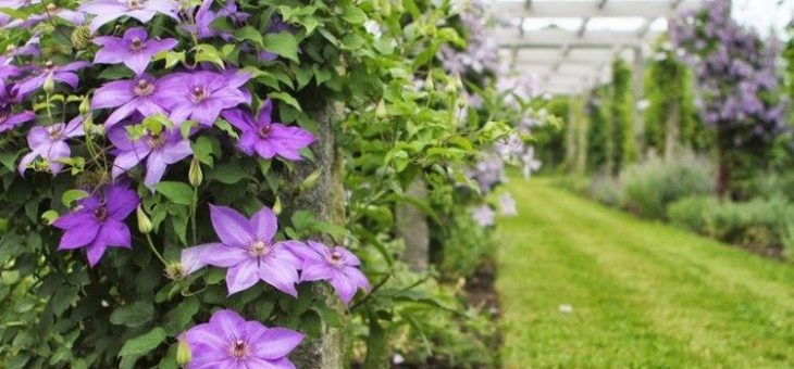 Растение клематис фото – посадка и уход в открытом грунте, выращивание и размножение сорта, фото, сочетание в ландшафтном дизайне