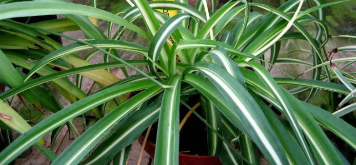 Растение хлорофитум фото